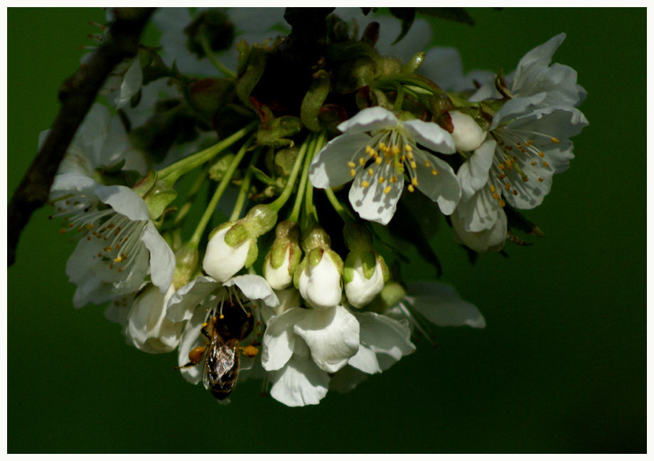 Kirschblüte