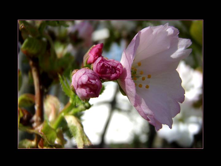 ... Kirschblüte ...