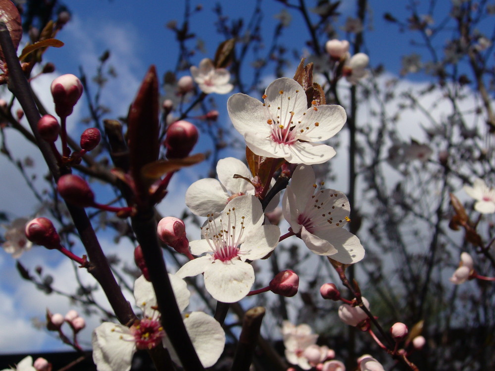 Kirschblüte