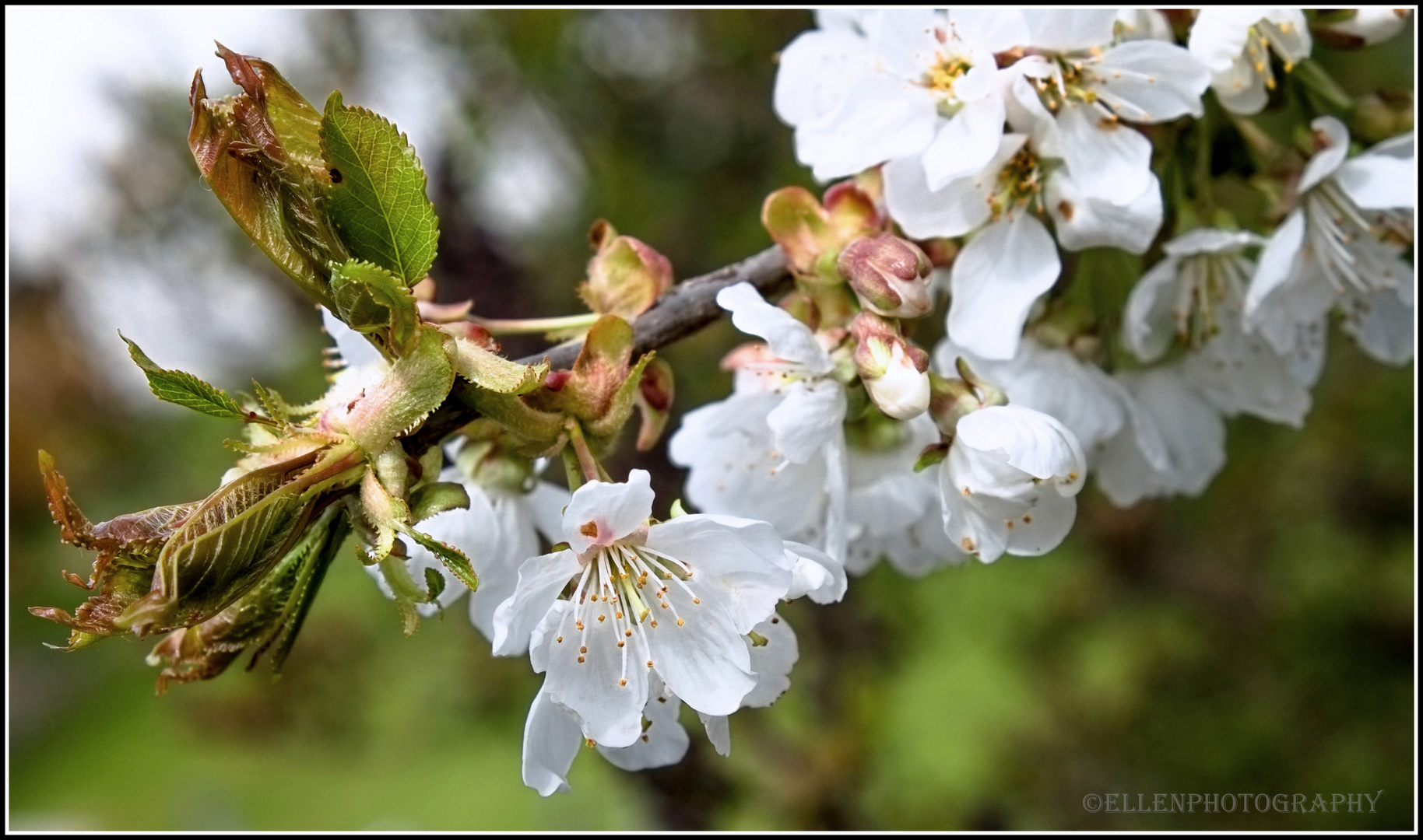 Kirschblüte