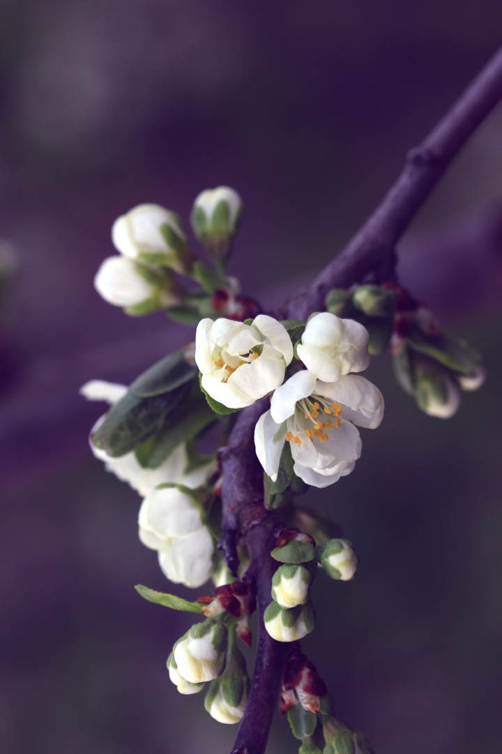 Kirschblüte