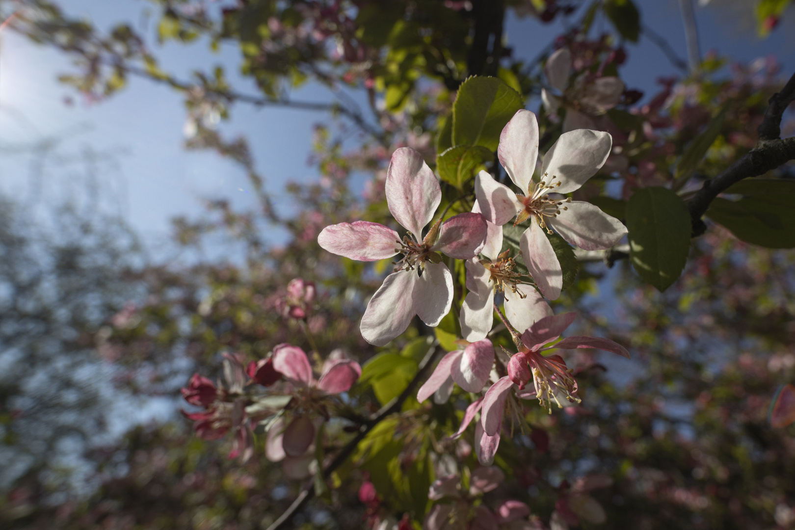 Kirschblüte