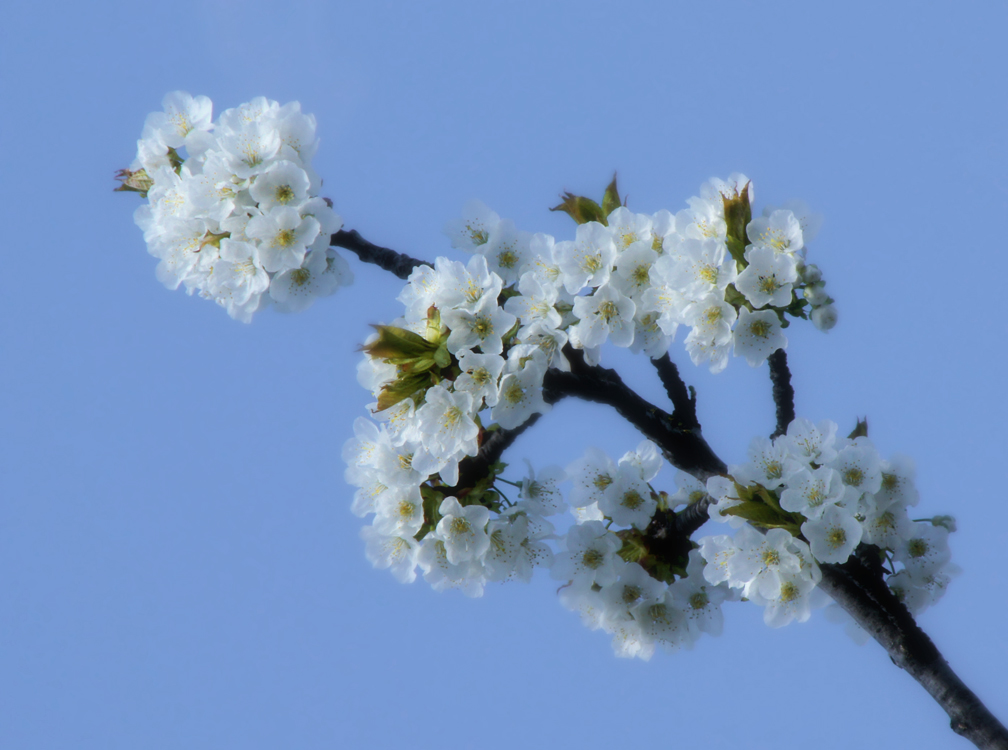 Kirschblüte