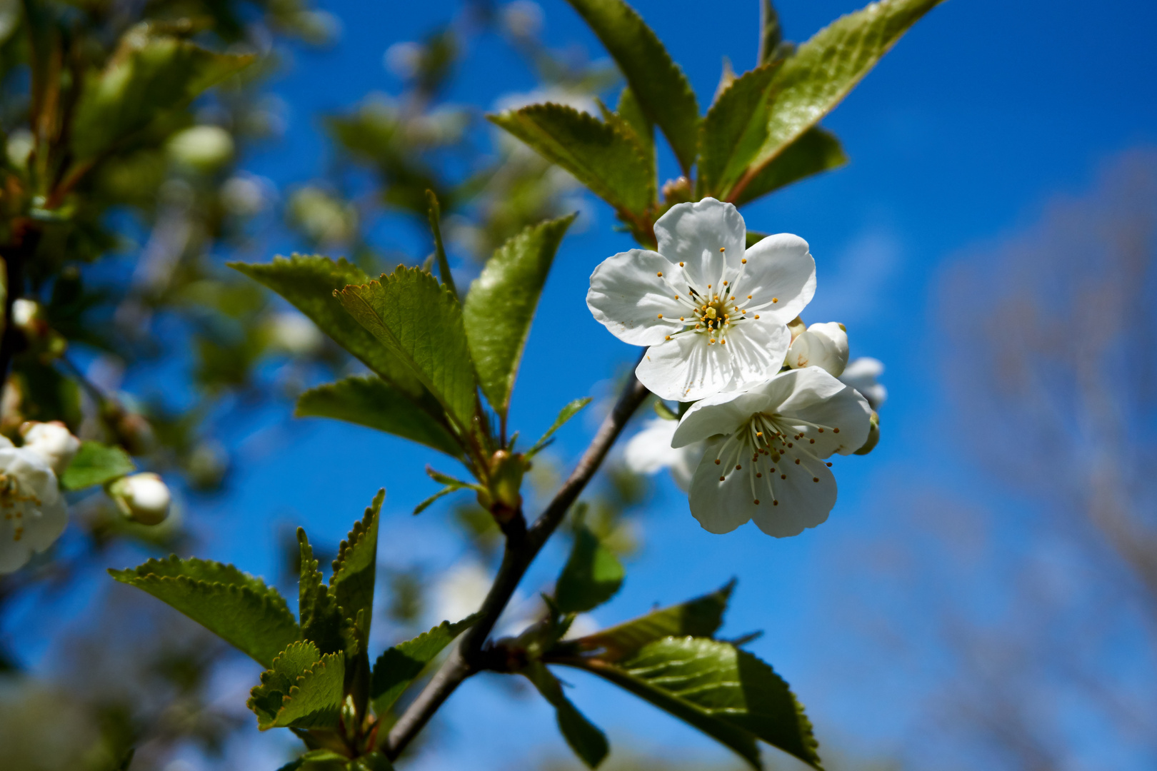 Kirschblüte