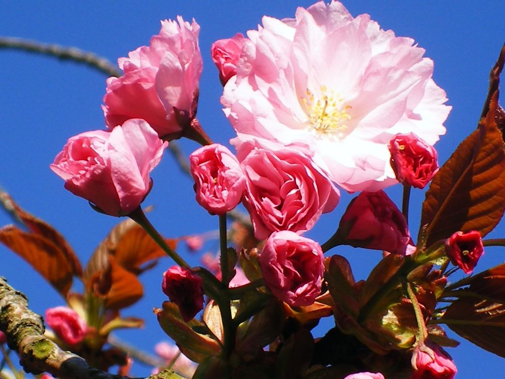 Kirschblüte von Kalle-Sonnenstern 