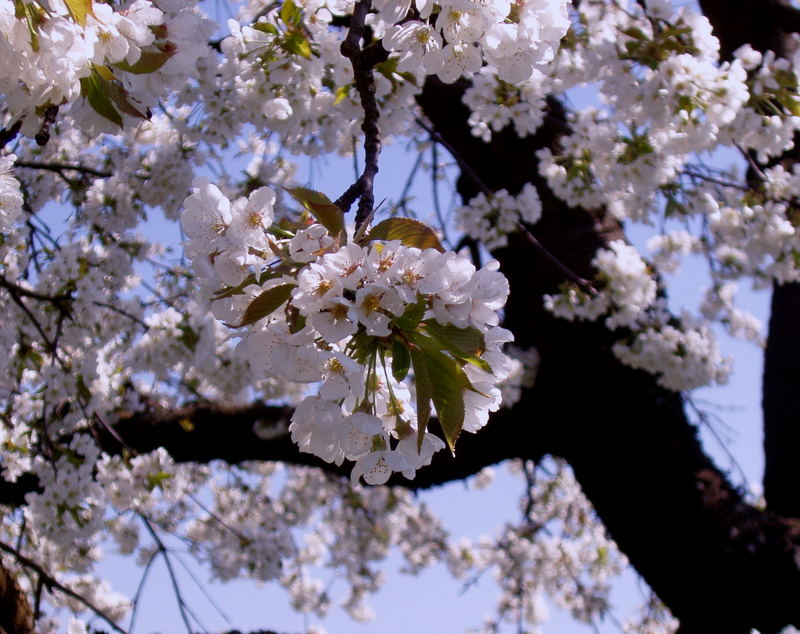 Kirschblüte