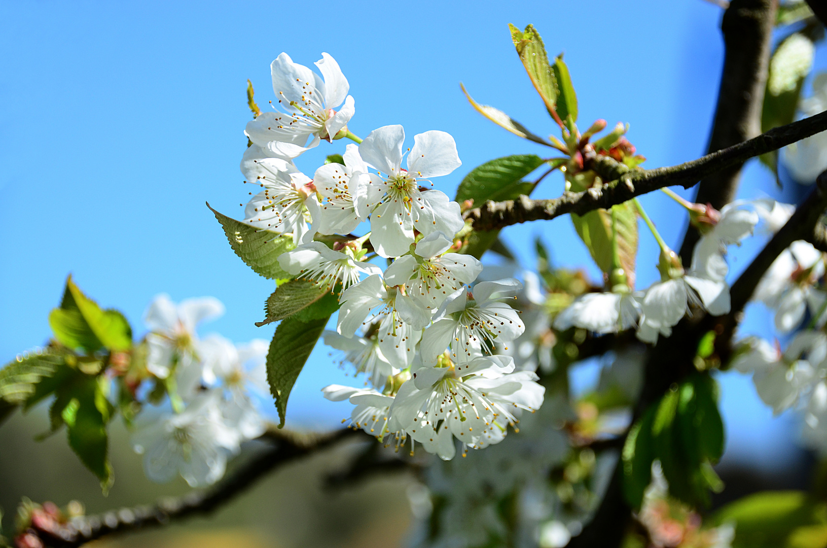 Kirschblüte