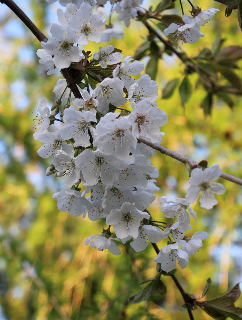 Kirschblüte 