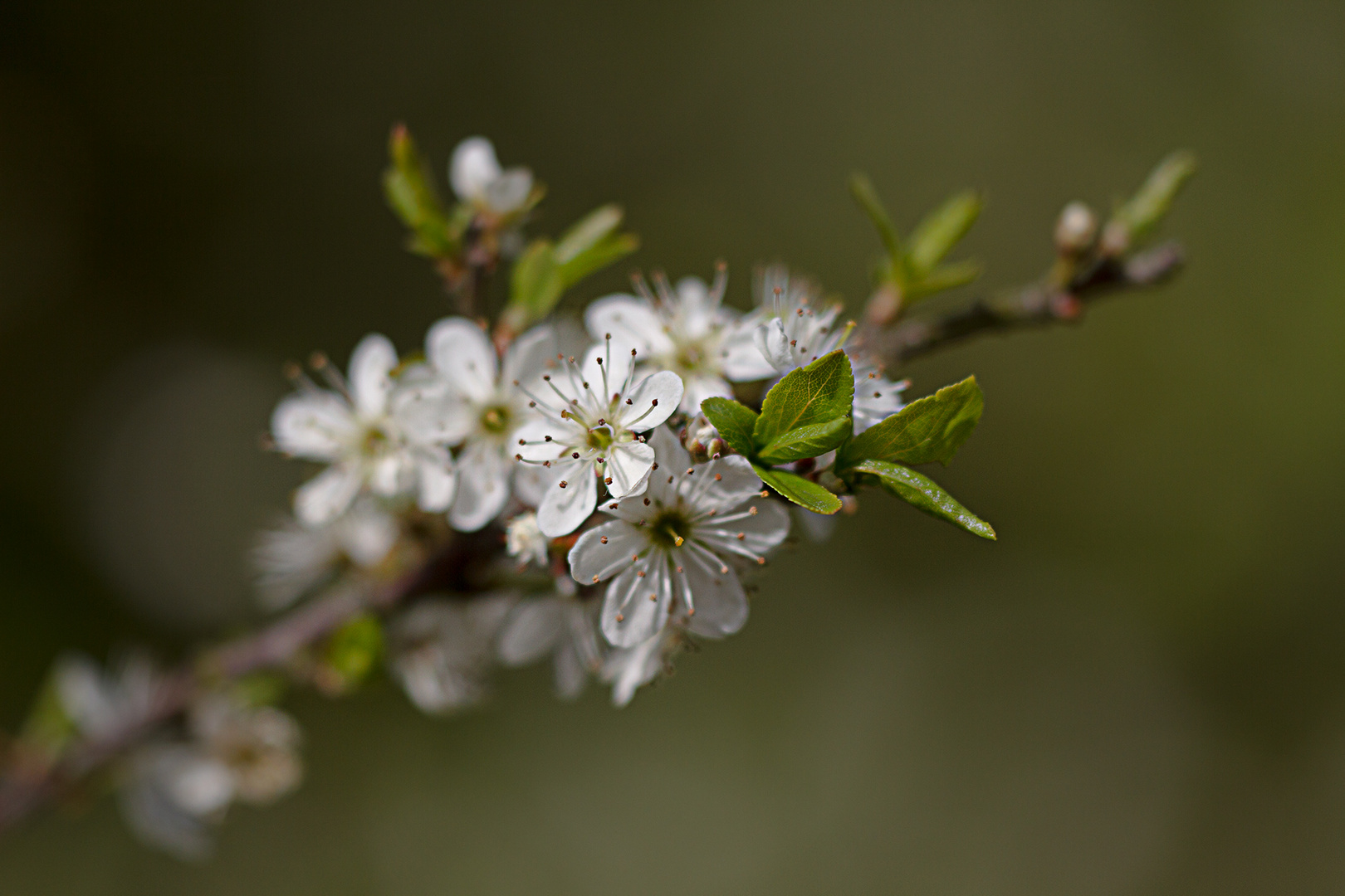 Kirschblüte