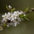 Kirschblüte