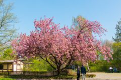 Kirschblüte