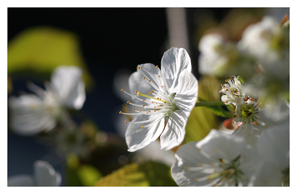 Kirschblüte