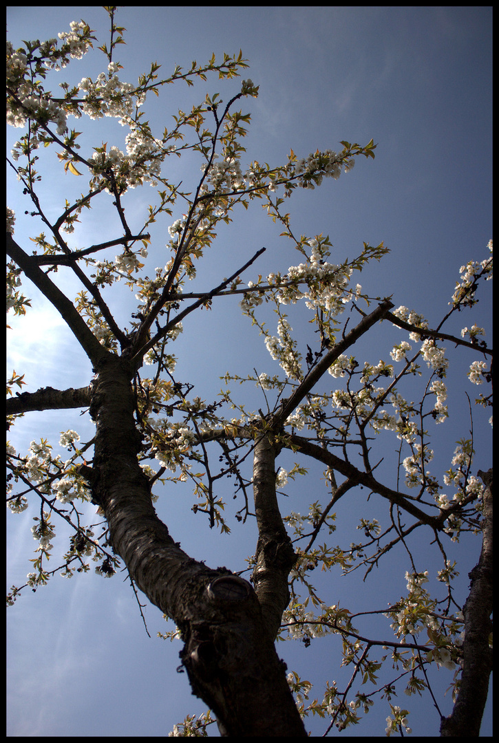 Kirschblüte