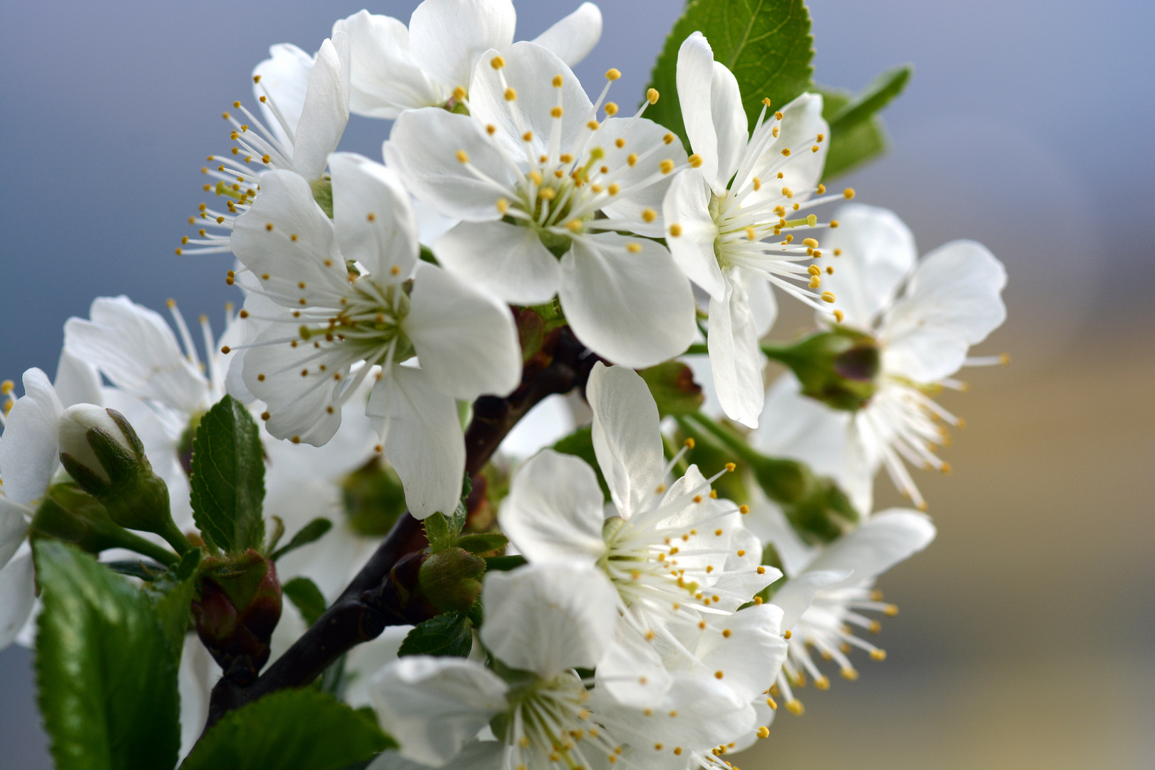 Kirschblüte