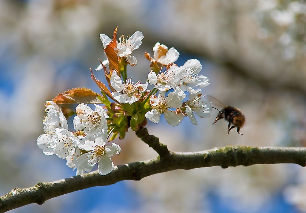 Kirschblüte