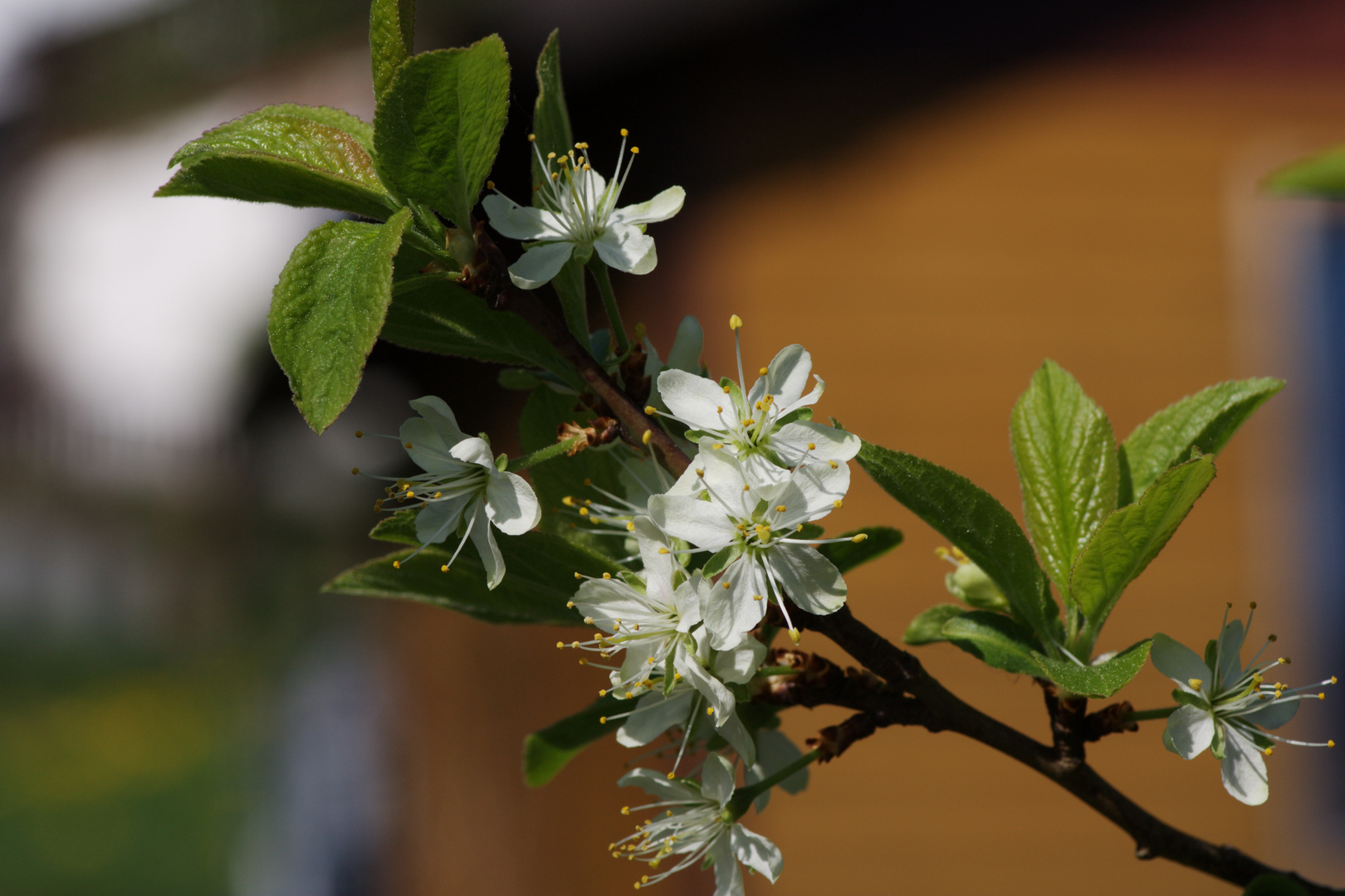 Kirschblüte