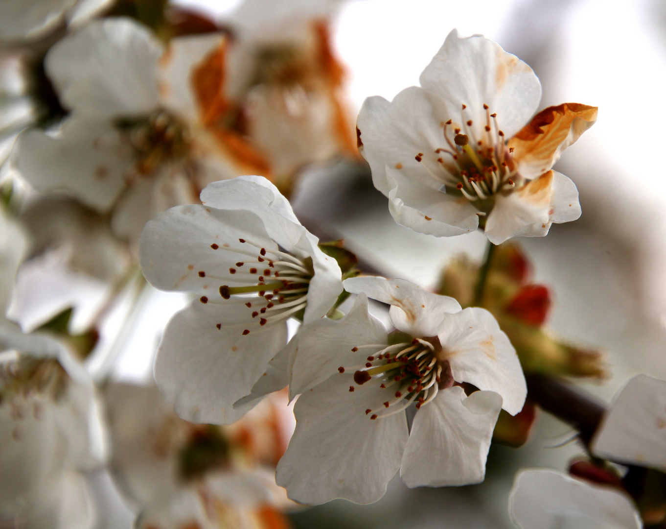 Kirschblüte ... 