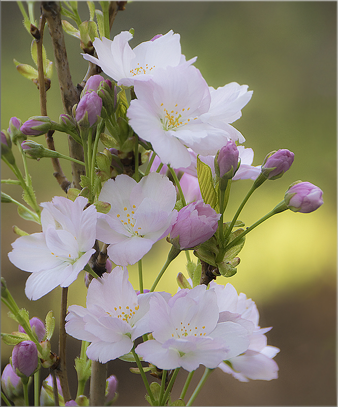 Kirschblüte