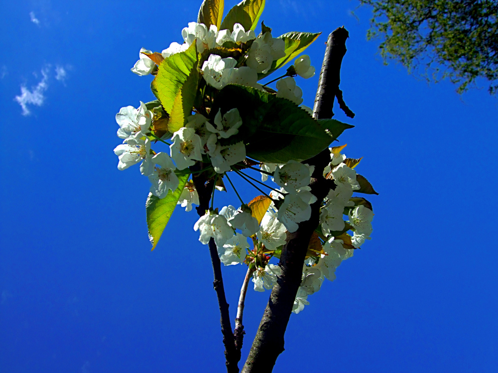 Kirschblüte