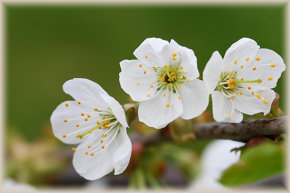 Kirschblüte