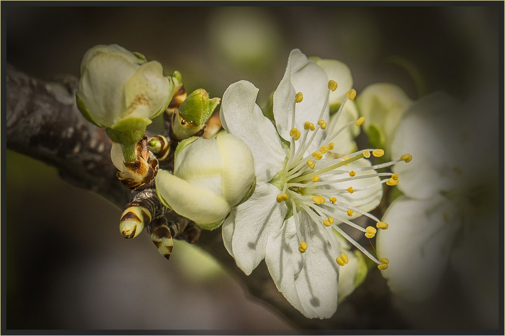 KIRSCHBLÜTE