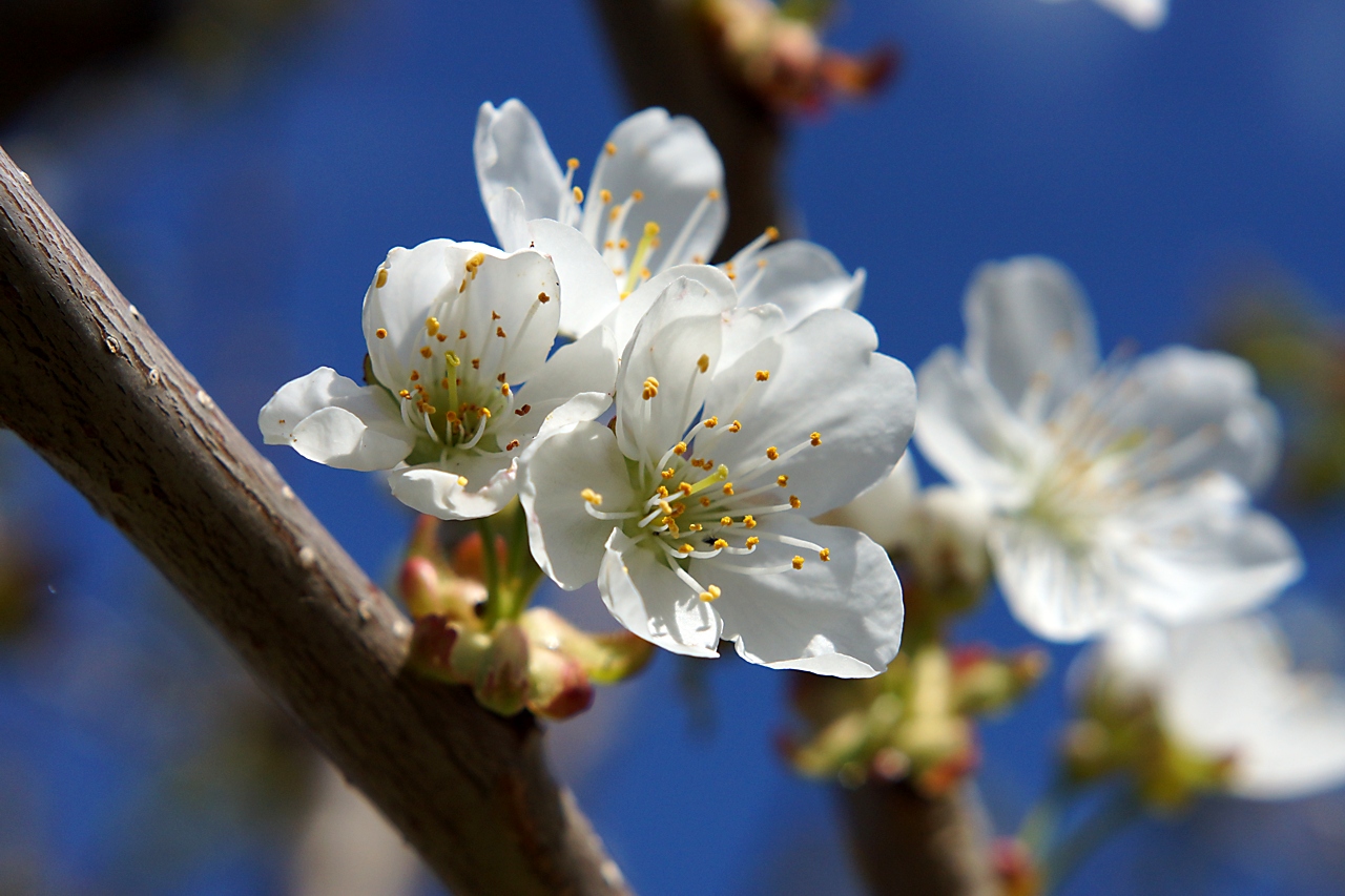 Kirschblüte