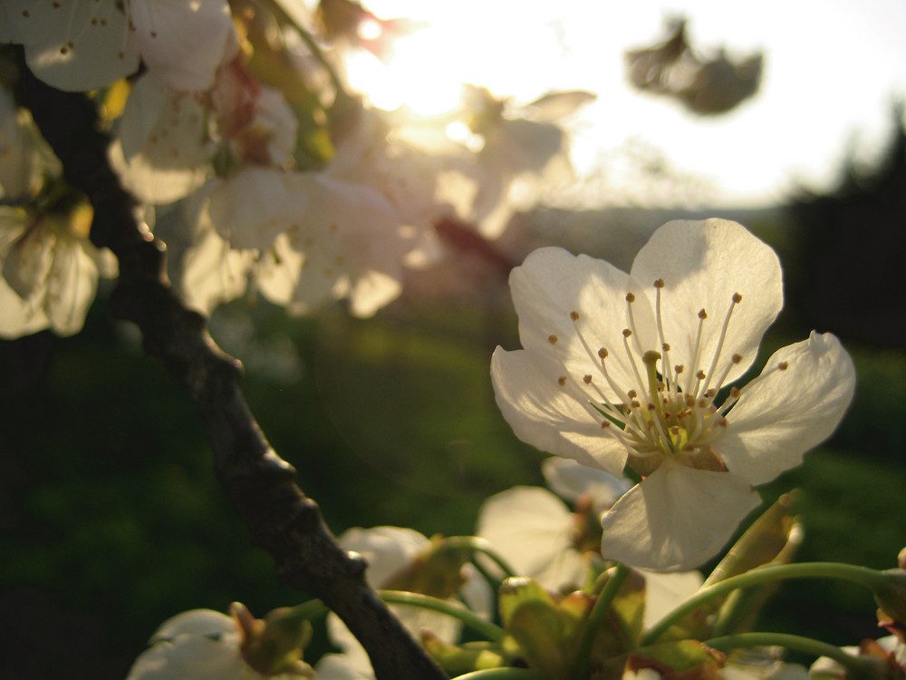 Kirschblüte