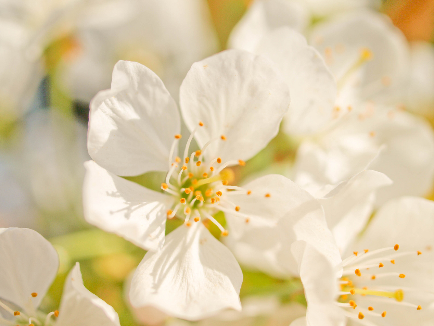 Kirschblüte