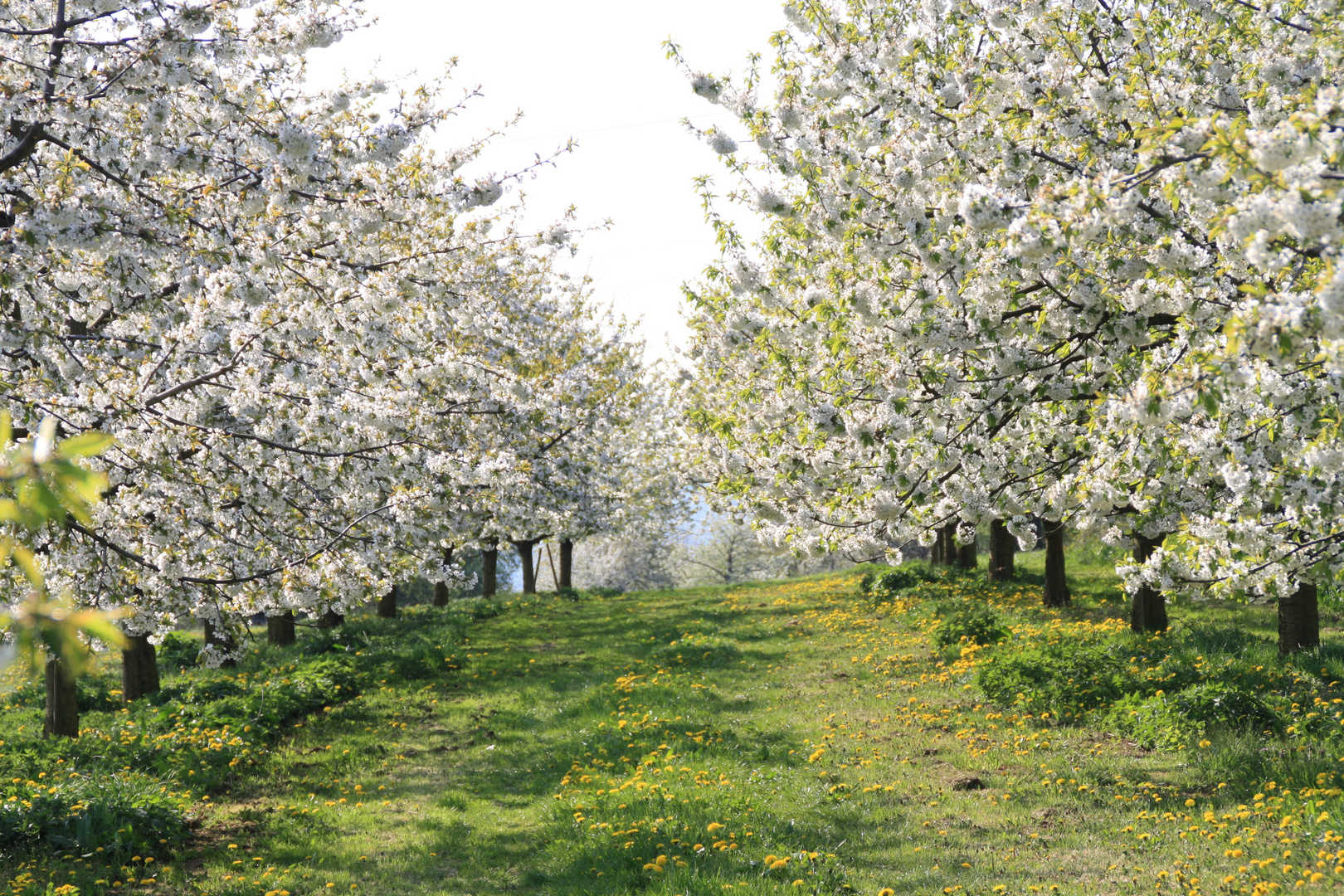 Kirschblüte