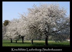 Kirschblüte