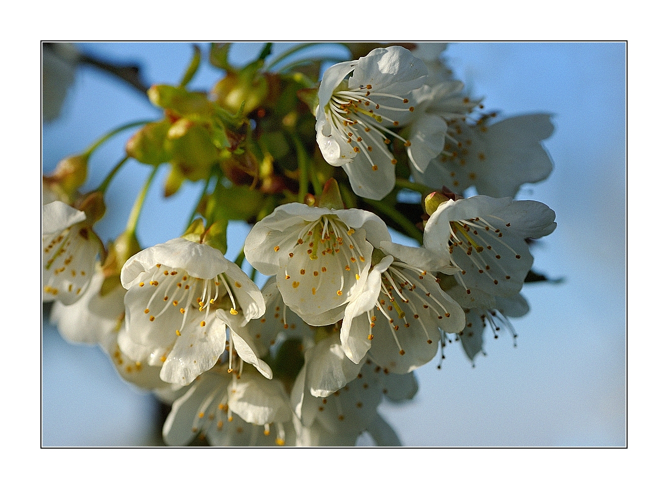 kirschblüte