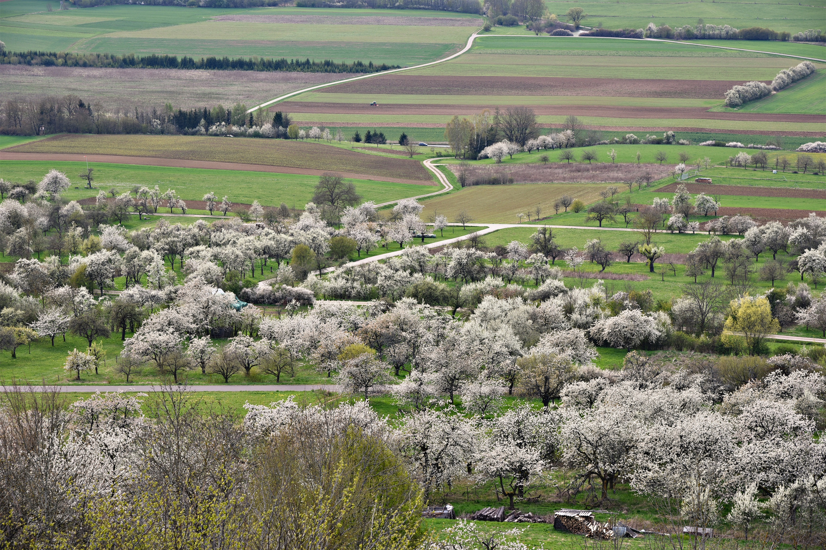 Kirschblüte