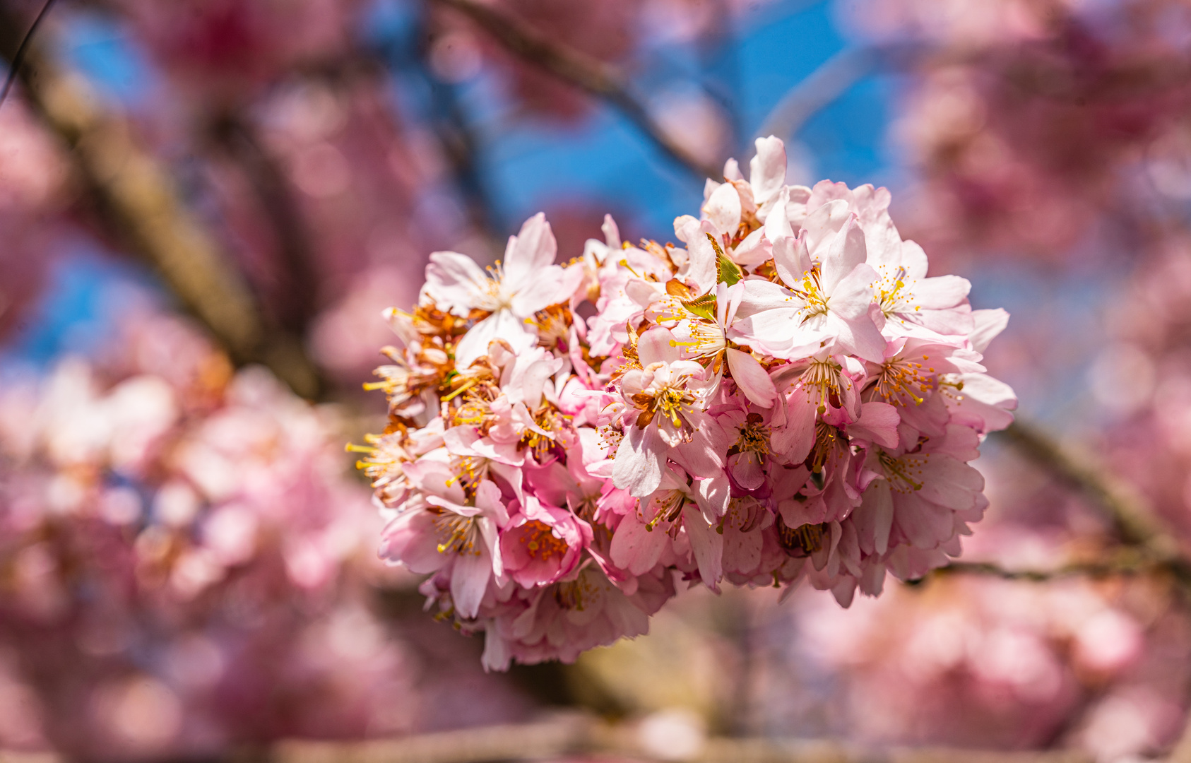 Kirschblüte