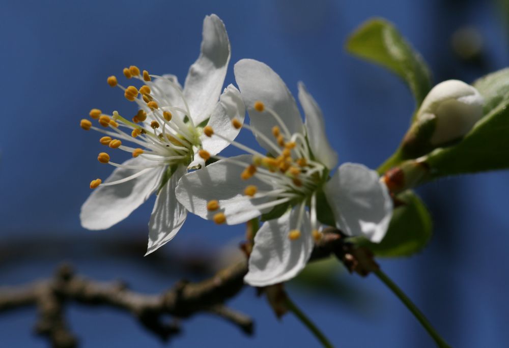 Kirschblüte