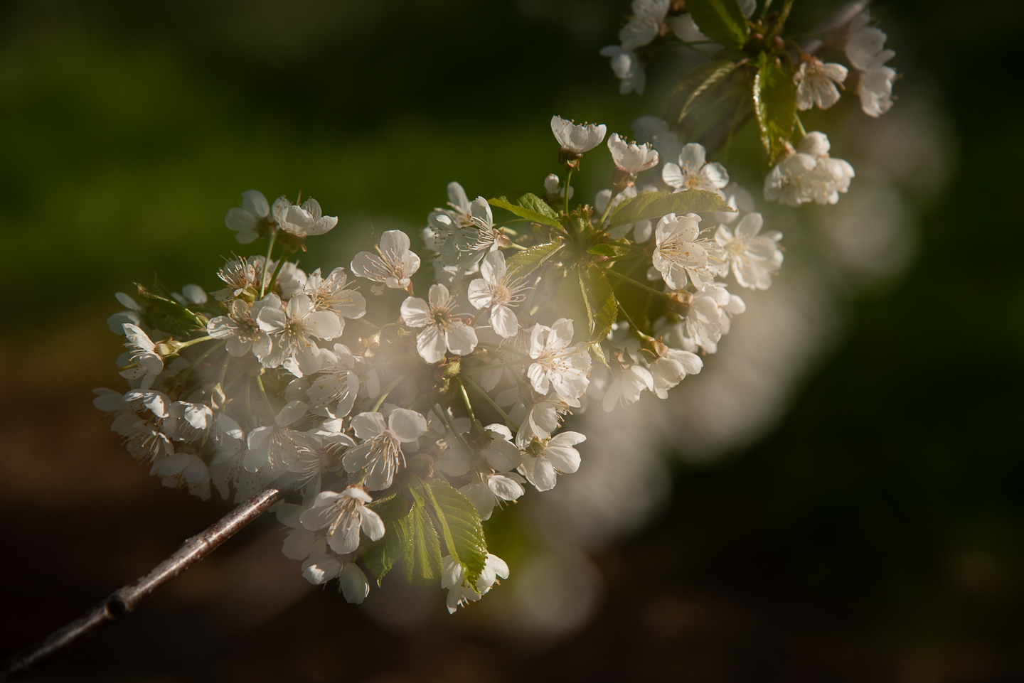 Kirschblüte