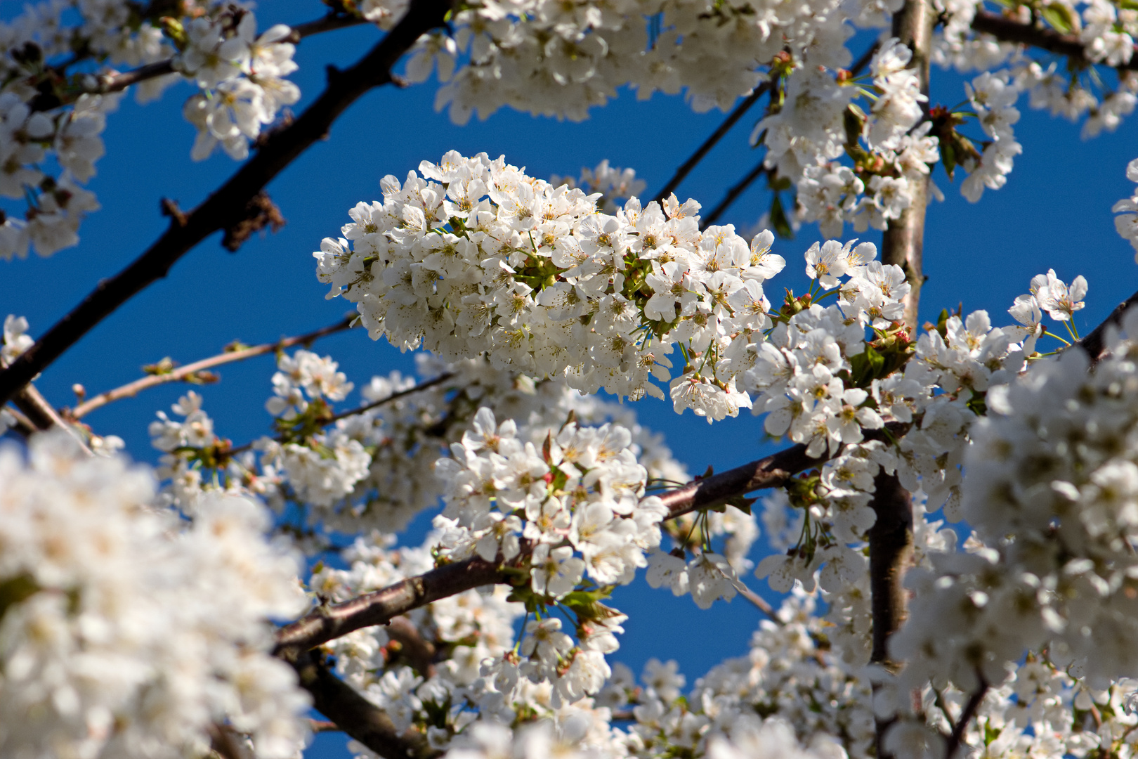 Kirschblüte