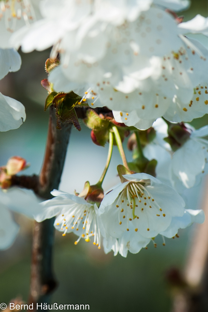 Kirschblüte-8133