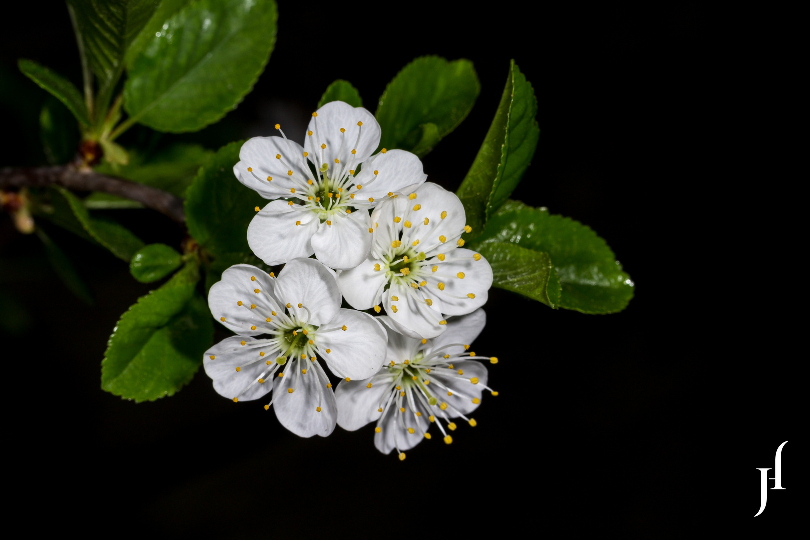 Kirschblüte