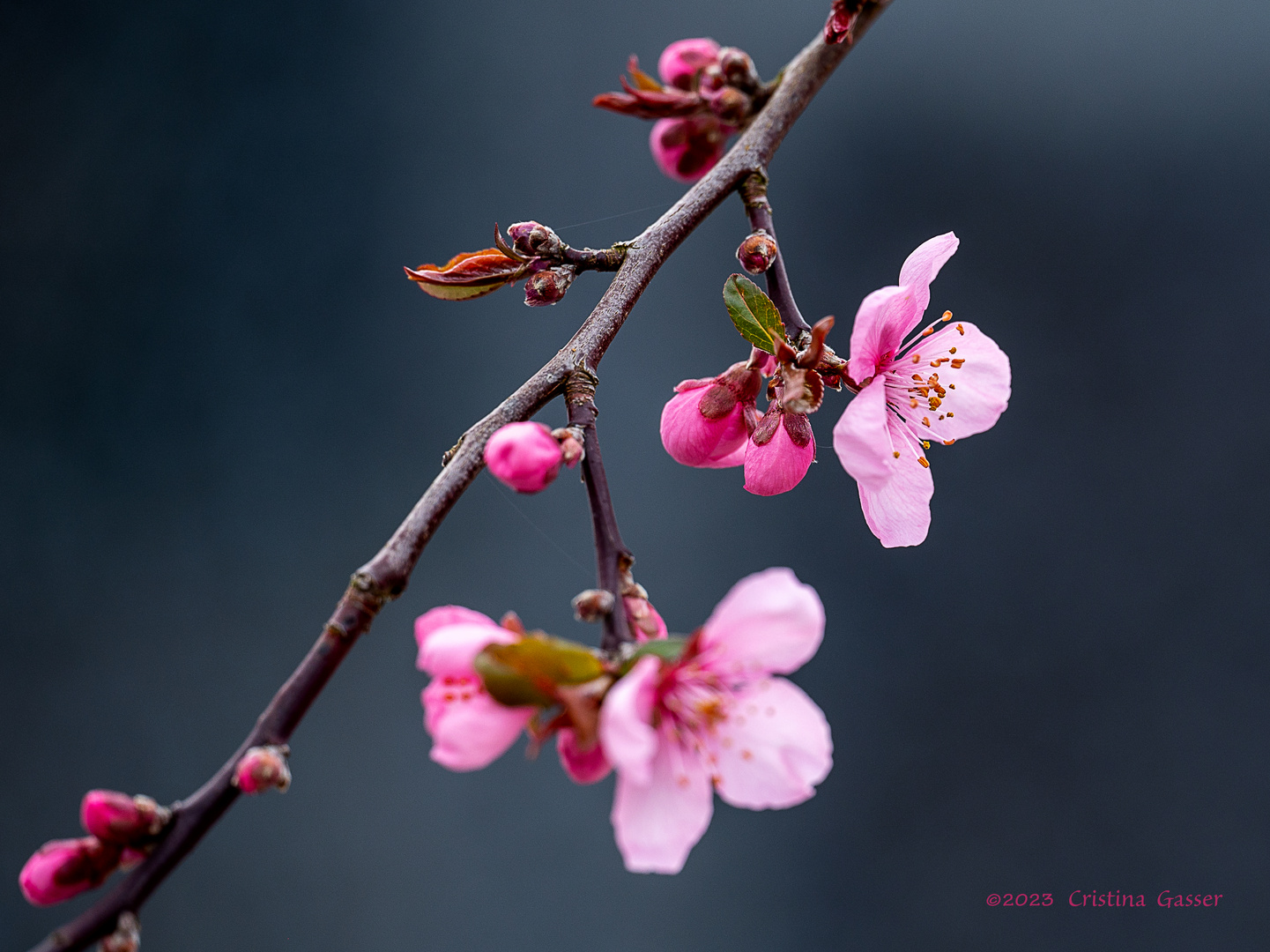 Kirschblüte