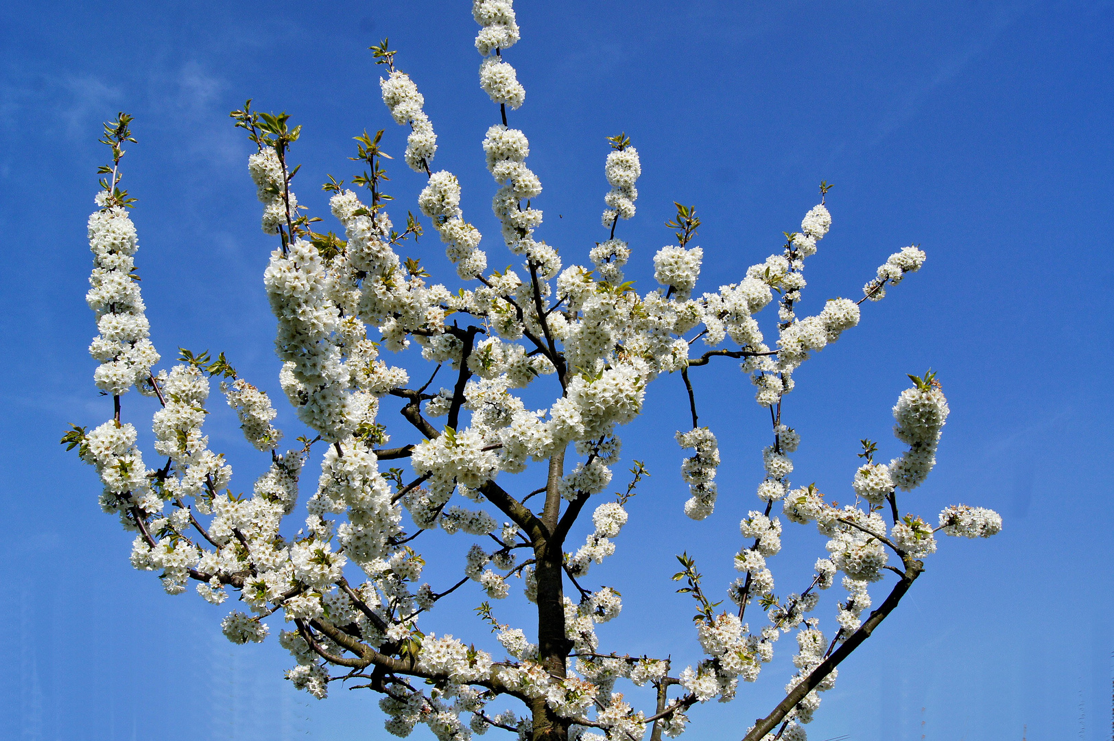 Kirschblüte