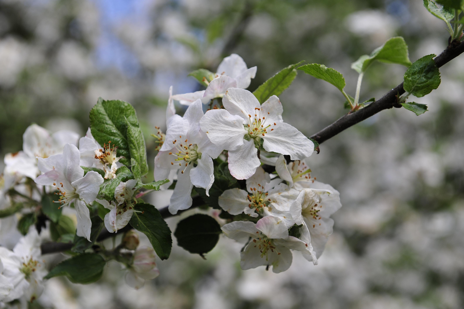 Kirschblüte