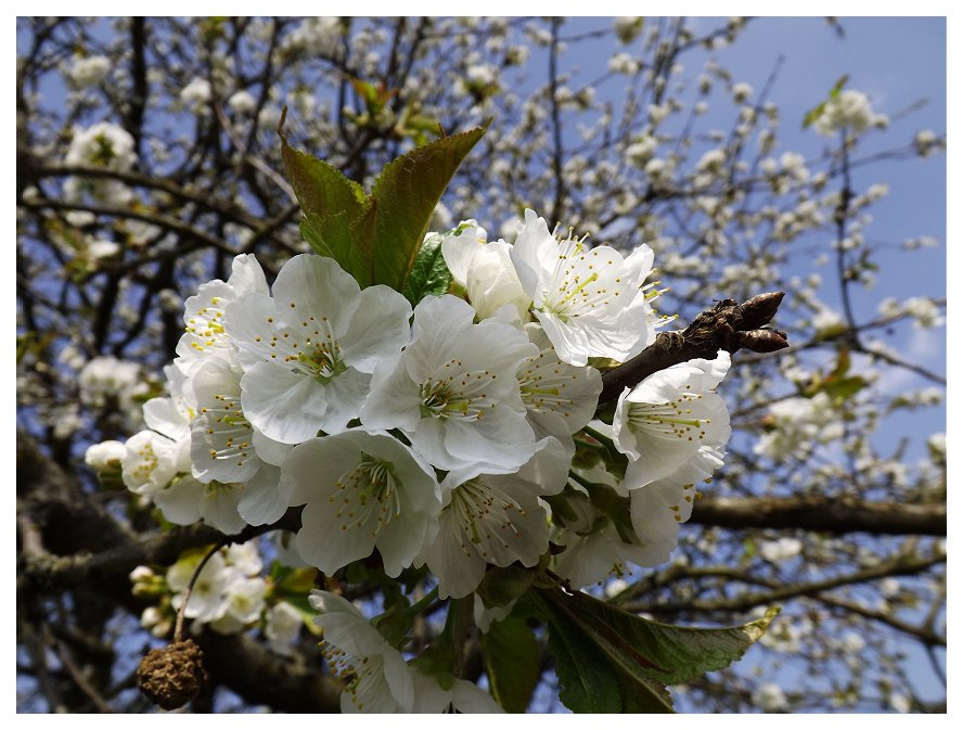 Kirschblüte