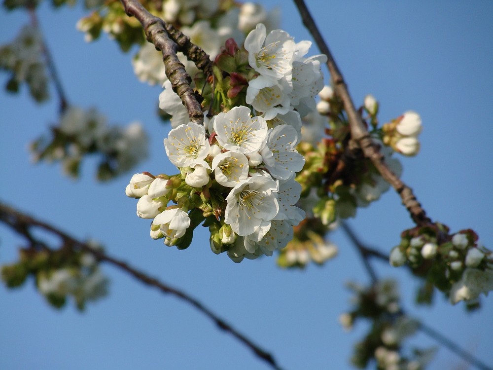 Kirschblüte