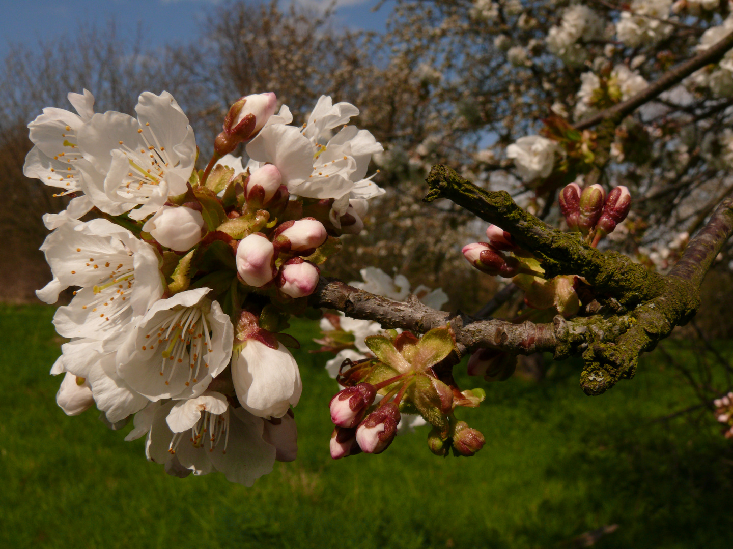 Kirschblüte