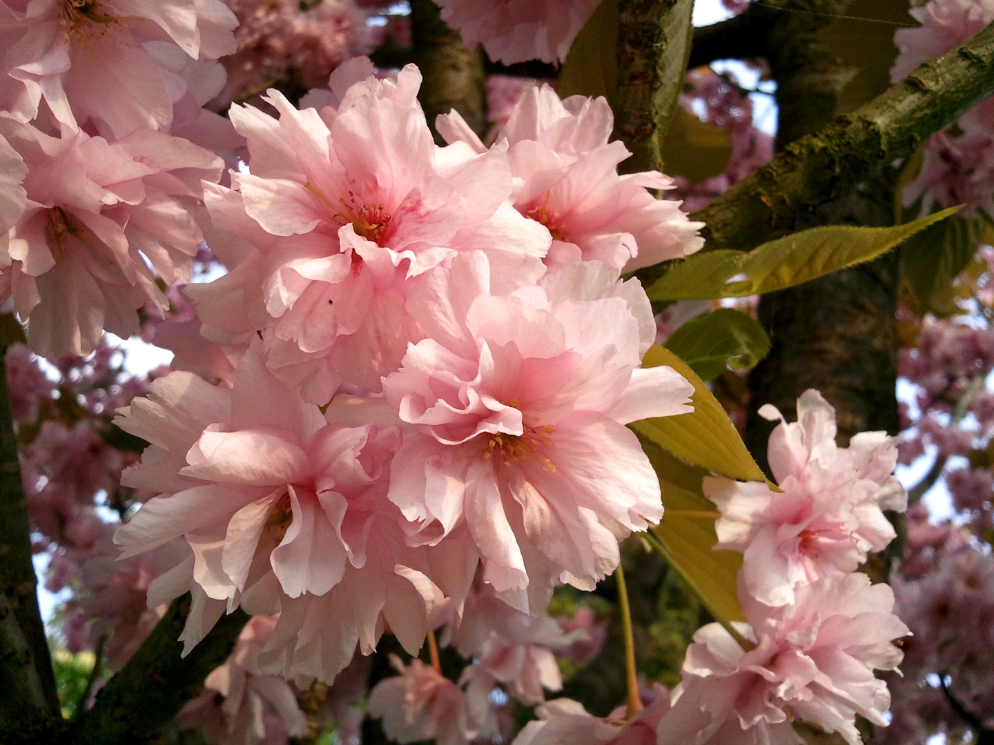 Kirschblüte