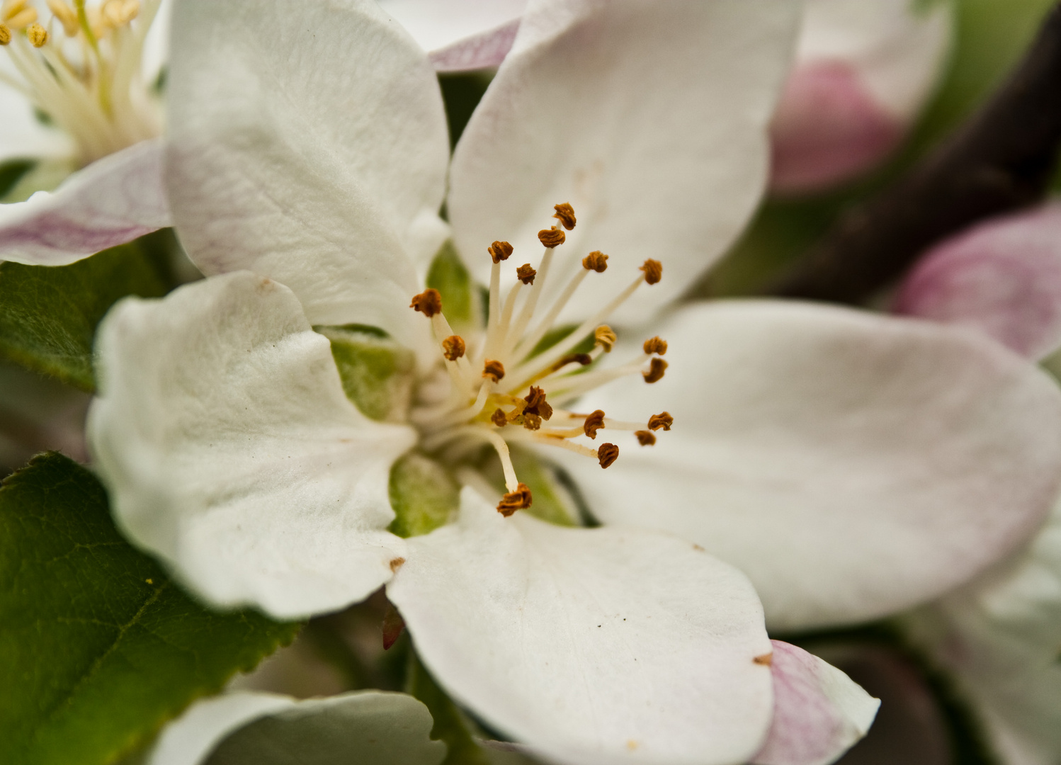 Kirschblüte