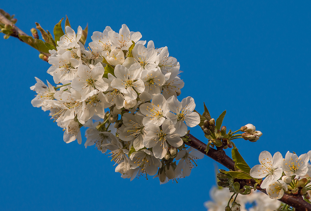 Kirschblüte