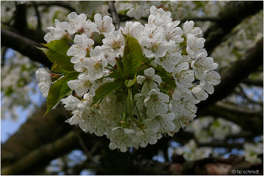 Kirschblüte