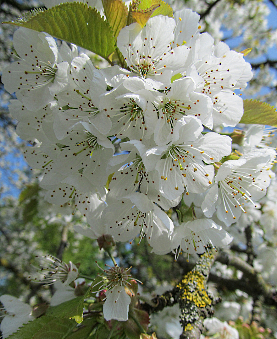 Kirschblüte