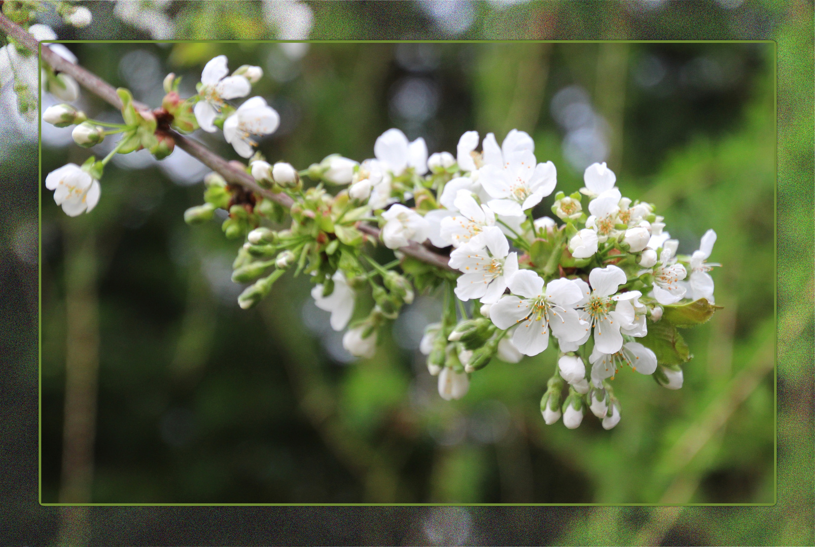   Kirschblüte